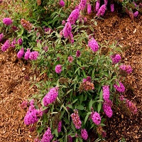 'Tuitti Fruitti' Butterfly Bush - Click Image to Close